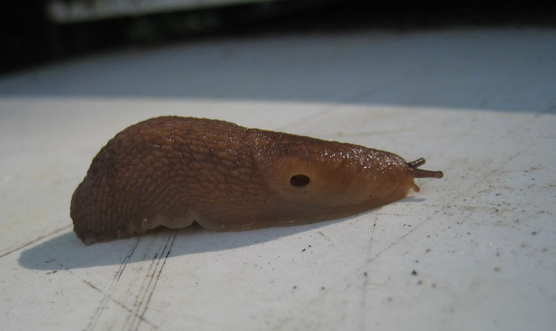 Limax montanus da Sopramonte (TN)